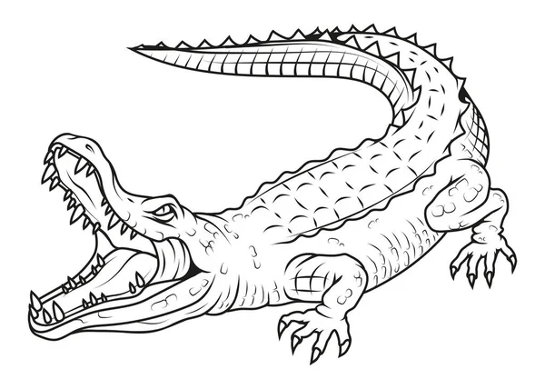 Crocodile Vector Illustration Sketch Angry Alligator Marine River Predatory Vector Graphics