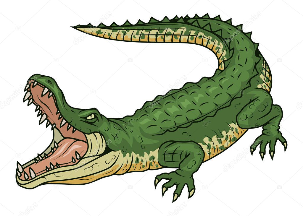 Crocodile. Vector illustration of a angry alligator. Marine or river predatory