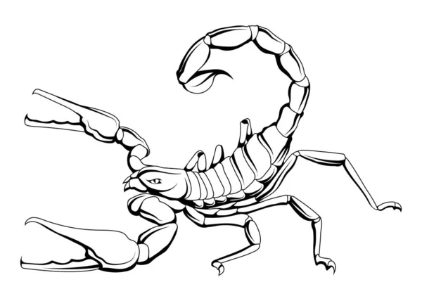 Skorpion Ilustracja Wektorowa Astrologii Szkicowej Horoskopu Zodiakalnego Ogromne Macki Pazurami — Wektor stockowy