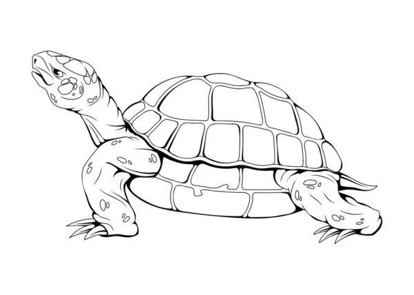 Meeresschildkröte Vektorillustration Einer Skizze Meerestiere Rettet Eine Schildkröte — Stockvektor