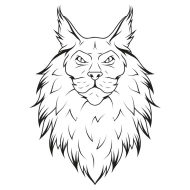 Maine Rakun Kedisi. Bir çizimin vektör çizimi. Kedi yavrusu zencefil. Kedi bakımı, evcil hayvan dükkanı, evcil hayvan oteli.