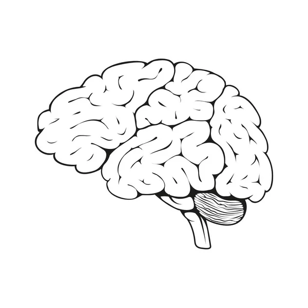 Cérebro Ilustração Vetorial Esboço Órgão Interno Humano Anatomia Estrutura Médica —  Vetores de Stock