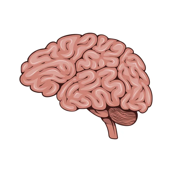 Brain Vector Illustration Human Internal Organ Anatomy Medical Structure — Stock Vector