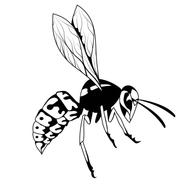 Osa Ilustracja Wektorowa Szkicu Szerszenia Lub Pszczoły Niebezpieczne Owady Paski — Wektor stockowy