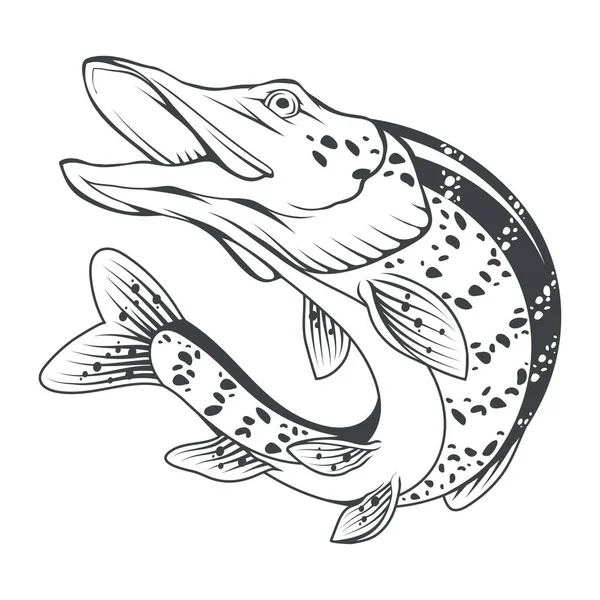 Pike Ilustração Vetorial Peixe Salto Esboço Logotipo Pesca Peixe Irritado — Vetor de Stock