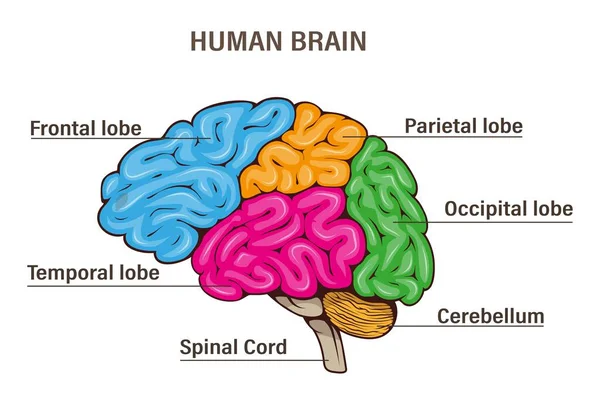 Brain Vector Illustration Human Internal Organ Anatomy Medical Structure Stock Vector