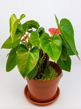 Kahverengi saksıda ev bitkisi Anthurium. Yakın çekim görüntüsü. Anthurium, kalp şeklinde Flamingo çiçekleri veya Anthurium andraeanum (Araceae veya Arum) konukseverliği simgeler..