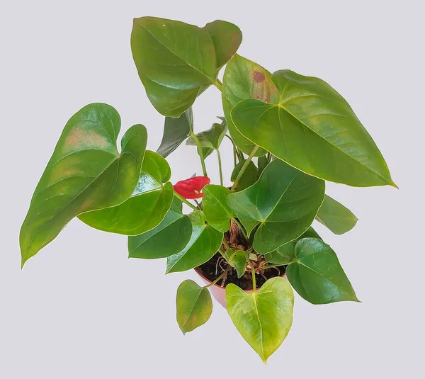 stock image House plant Anthurium in brown flowerpot. Top view. Anthurium is heart - shaped flower Flamingo flowers or Anthurium andraeanum (Araceae or Arum) symbolize hospitality.