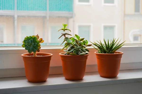 화초들 창문에 정원가꾸기 채소가꾸기 식물로 설계하기 — 스톡 사진