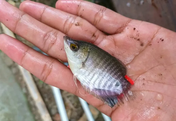 Palmiyeli Dev Gourami Balığı Boyutunda Seçici Odaklanma Dev Gourami Balığı — Stok fotoğraf