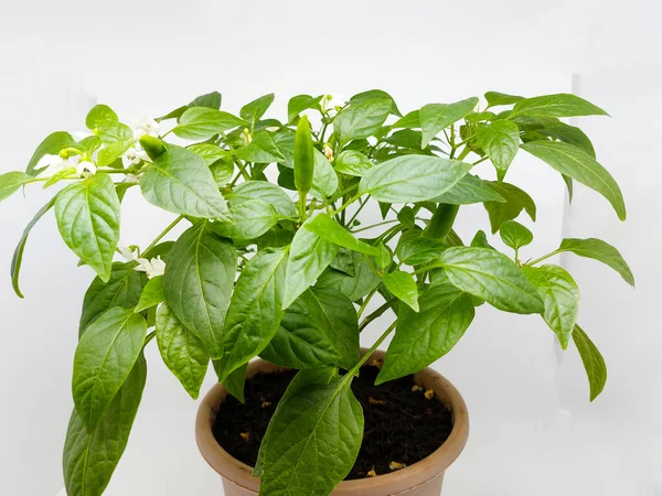 Kahverengi saksıda kırmızı biber. Seçici odak.