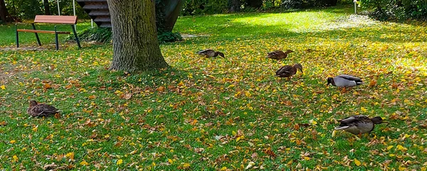 野生野鸭鸭在绿草上觅食 — 图库照片