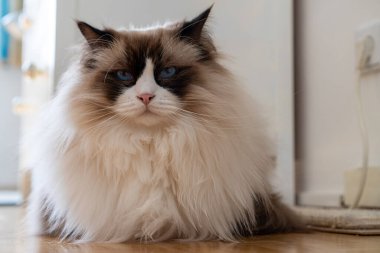 Genç, tüylü, beyaz, safkan, mavi gözlü Ragdoll kedisi yerde yatıp kameraya bakıyor..