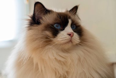 Mavi gözlü, tüylü, bembeyaz, bembeyaz, bembeyaz Ragdoll kedinin yakından çekilmiş yüzü bir şeye bakıyor..