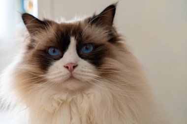 Genç, tüylü, tüylü, beyaz, safkan, mavi gözlü Ragdoll kedisinin yakından çekilmiş yüzü kameraya bakıyor..