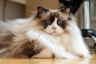 Genç, tüylü, beyaz, safkan, mavi gözlü, yerde uzanmış kameraya bakan Ragdoll kedisi..