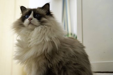 Genç, tüylü, beyaz, safkan, mavi gözlü, bir şeye bakan Ragdoll kedisi..