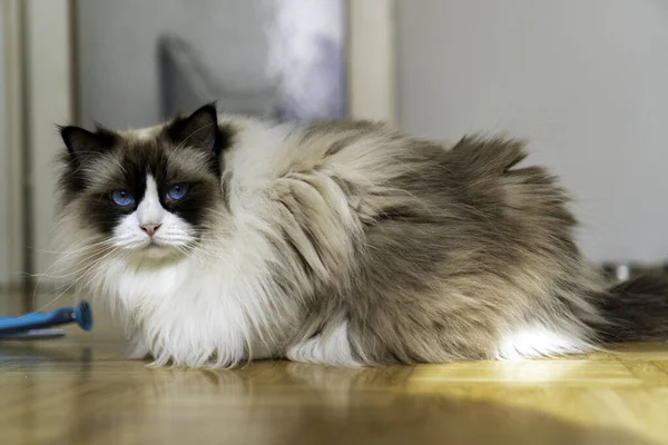 Genç, tüylü, beyaz, safkan, mavi gözlü Ragdoll kedisi yerde yatıp kameraya bakıyor..