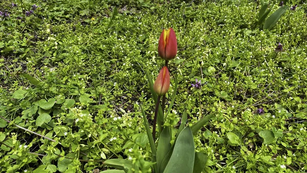 Wild tulip growing in the garden. Selective focus.