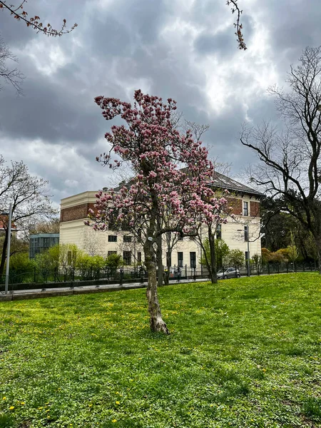 Magnolia tree blooming in the garden with building as the background.