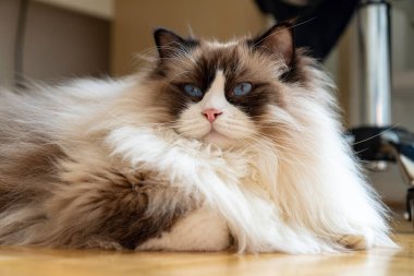 Genç, tüylü, bembeyaz, safkan, mavi gözlü, yerde uzanmış bir şeye bakan Ragdoll kedisi..