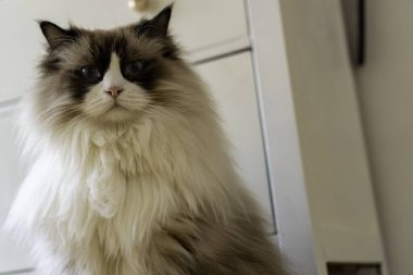 Genç, tüylü, beyaz, safkan, mavi gözlü Ragdoll kedisi kameraya bakıyor..