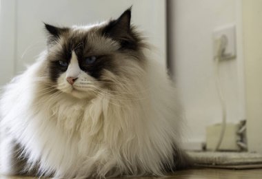 Genç, tüylü, bembeyaz, safkan, mavi gözlü, yerde uzanmış bir şeye bakan Ragdoll kedisi..