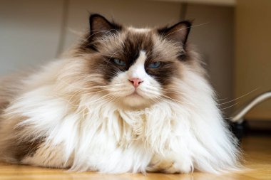 Genç, pofuduk, bembeyaz, bembeyaz, bembeyaz, tembel mavi gözlü Ragdoll kedisi yerde uzanıp kameraya bakıyor..