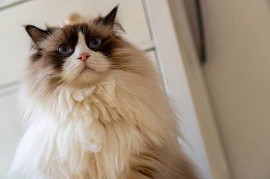 Genç, tüylü, bembeyaz, safkan, mavi gözlü Ragdoll kedisi eve bakıyor..