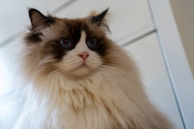 Mavi gözlü, tüylü, bembeyaz, bembeyaz, bembeyaz Ragdoll kedinin yakın plan yüzü bir şeye bakıyor..