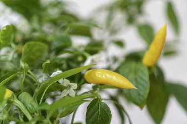 Sarı Agudo biberi (Capsicum annuum) sığ alan derinliğiyle ağaçta.