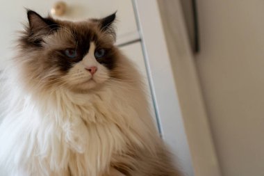 Genç, tüylü, beyaz, safkan, mavi gözlü, bir şeye bakan Ragdoll kedisi..