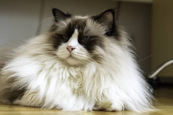 Genç, tüylü, bembeyaz, bembeyaz, bembeyaz, evde yerde yatan, tembel mavi gözlü Ragdoll kedisi..