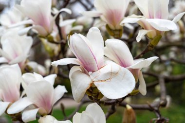 Ağaç dalında güzel bahar manolyası çiçekleri, seçici bir odak ile.