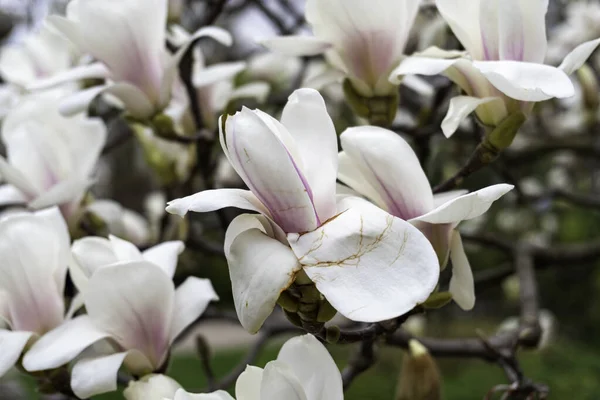 Ağaç dalında güzel bahar manolyası çiçekleri, seçici bir odak ile.