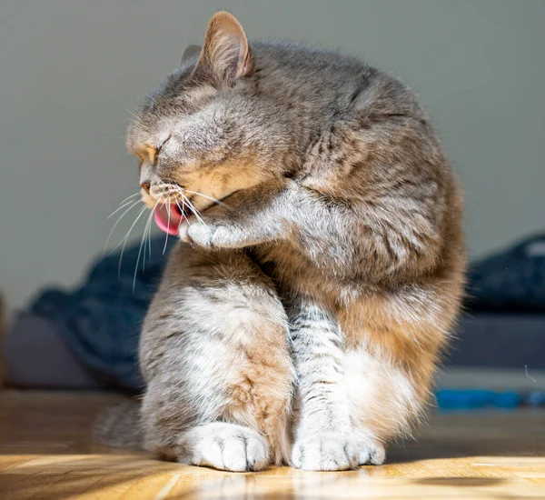 Adult Gray Shorthair Cat Yellow Eyes Sitting Floor While Licking — Stock Photo, Image