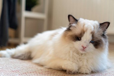 Bir gözü tüylü, bembeyaz, safkan, mavi gözlü Ragdoll kedisi yerde yatıp bir yerlere bakıyor..