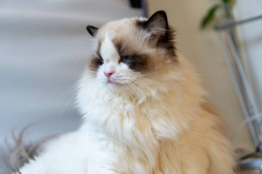 Bir gözü kabarık, bembeyaz, bembeyaz, mavi gözlü Ragdoll kedisi yerde oturmuş bir yerlere bakıyor..