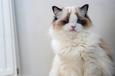 Bir gözü kabarık, bembeyaz, bembeyaz, mavi gözlü Ragdoll kedisi yerde oturmuş bir yerlere bakıyor..