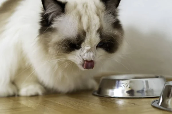 Mavi gözlü, tüylü, bembeyaz, safkan bir Ragdoll kedinin burnunu yalıyor..