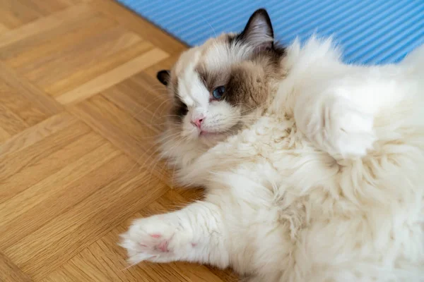 One Eyed Fluffy White Purebred Ragdoll Cat Blue Eyes Lying — Stock Photo, Image