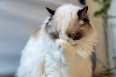 Genç, tüylü, bembeyaz, bembeyaz bir oyuncak bebek kedi yerde otururken patisini yalıyor..