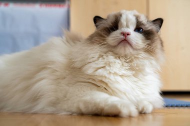 Bir gözü tüylü, bembeyaz, safkan, mavi gözlü Ragdoll kedisi yerde yatıp bir yerlere bakıyor..