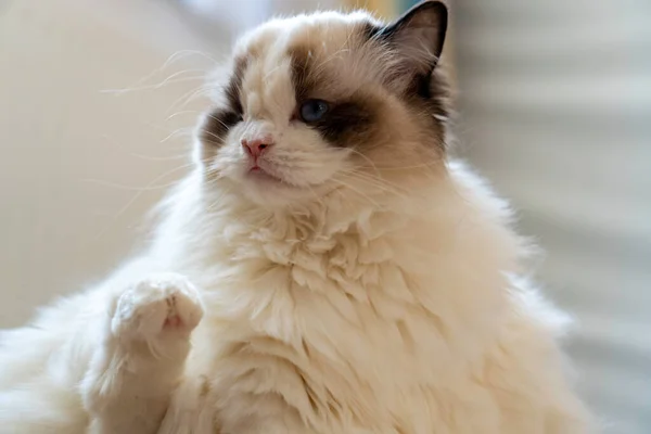 Bir gözü kabarık, bembeyaz, bembeyaz, mavi gözlü Ragdoll kedisi yerde oturmuş bir yerlere bakıyor..