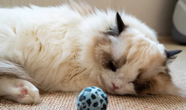 Genç, tüylü, tüylü, bembeyaz, bembeyaz bir oyuncak bebeğin yüzü yerde yatarken uyuyor..