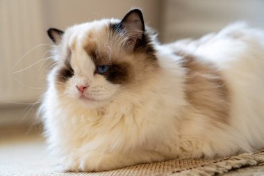 Bir gözü tüylü, bembeyaz, safkan, mavi gözlü Ragdoll kedisi yerde yatıp bir yerlere bakıyor..