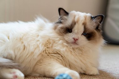Bir gözü tüylü, bembeyaz, safkan, mavi gözlü Ragdoll kedisi yerde yatıp bir yerlere bakıyor..