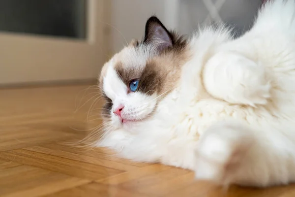 Närbild Ansikte Ögon Fluffig Vit Renrasiga Ragdoll Katt Med Blå — Stockfoto