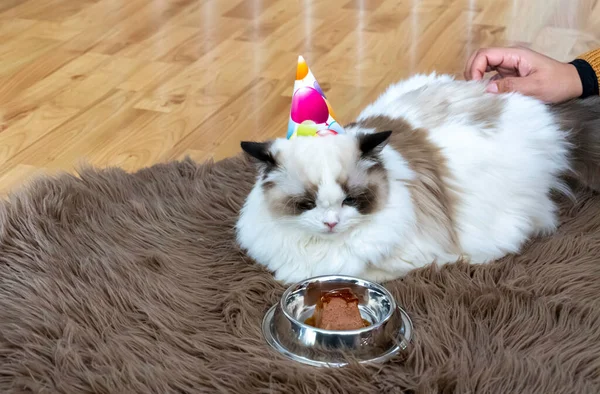 Bir gözü tüylü, bembeyaz, safkan, Ragdoll kedisi, doğum günü hediyesine bakıyor..