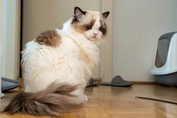 Ögon Fluffig Vit Renrasig Ragdoll Katt Med Blå Ögon Sitter — Stockfoto